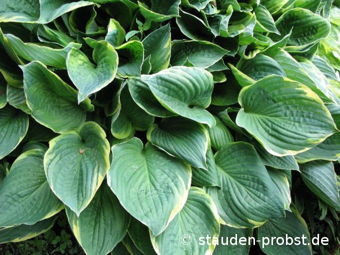 Hosta fortunei 'Aureomarginata' - Grüne Goldrandfunkie