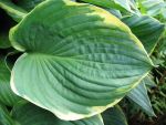 hosta-fortunei-aureomarginata