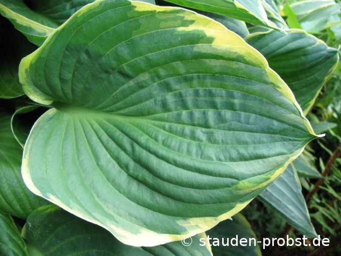 Hosta fortunei 'Aureomarginata' - Grüne Goldrandfunkie