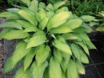 hosta-fortunei-gold-standard-2