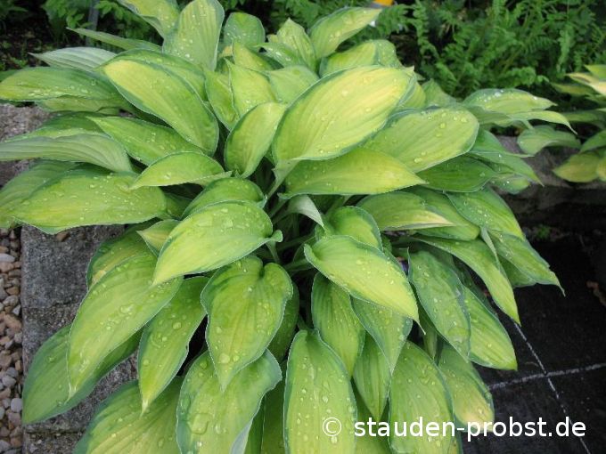 Hosta fortunei 'Gold Standard' - Funkie
