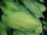 hosta-fortunei-gold-standard