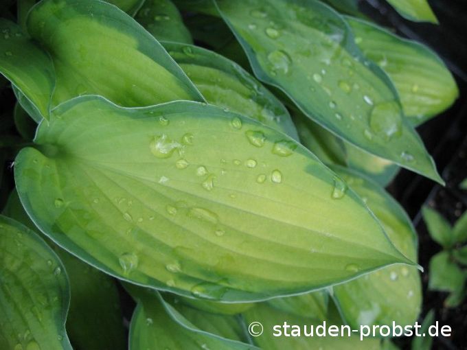 Hosta fortunei 'Gold Standard' - Funkie