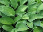 hosta-fortunei-hyacinthina-2
