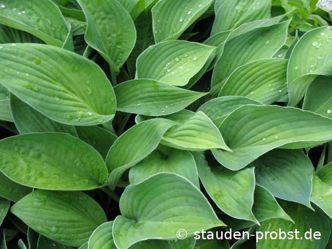 Hosta fortunei 'Hyacinthina' - Hyazinthenfunkie