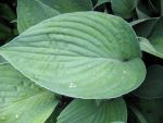 hosta-fortunei-hyacinthina