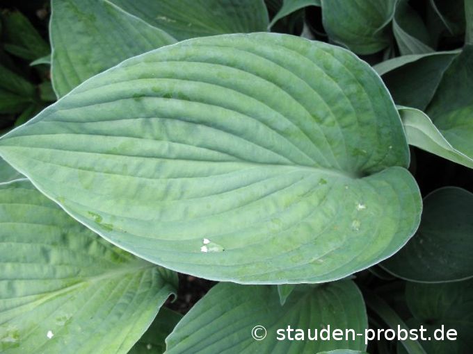Hosta fortunei 'Hyacinthina' - Hyazinthenfunkie