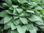 hosta-fortunei-obscura-2