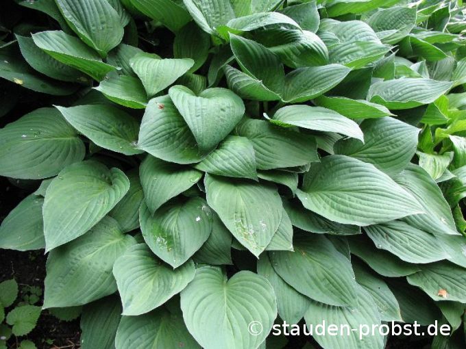 Hosta fortunei 'Obscura' - Schattenfunkie