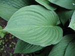 hosta-fortunei-obscura