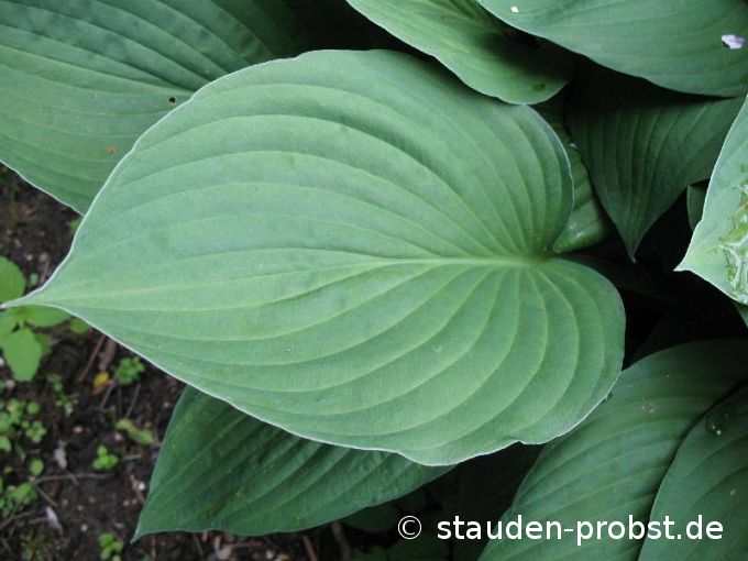 Hosta fortunei 'Obscura' - Schattenfunkie