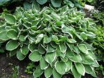 hosta-fortunei-francee-2
