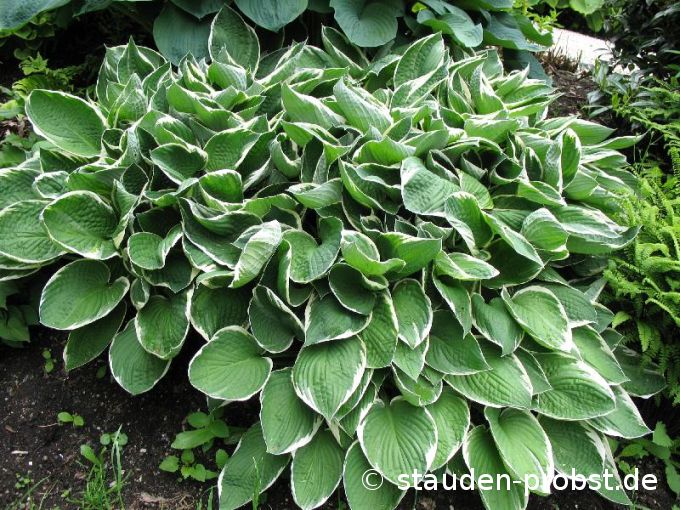 Hosta fortunei 'Francee' - Funkie
