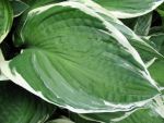 hosta-fortunei-francee