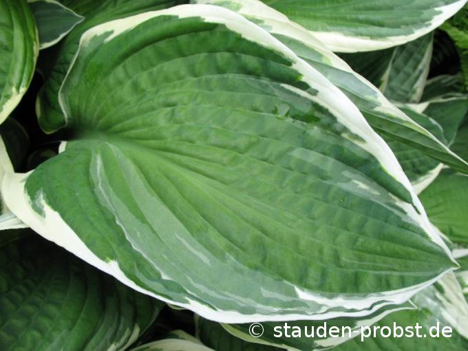 Hosta fortunei 'Francee' - Funkie