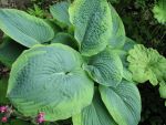 hosta-hyb-frances-williams-2