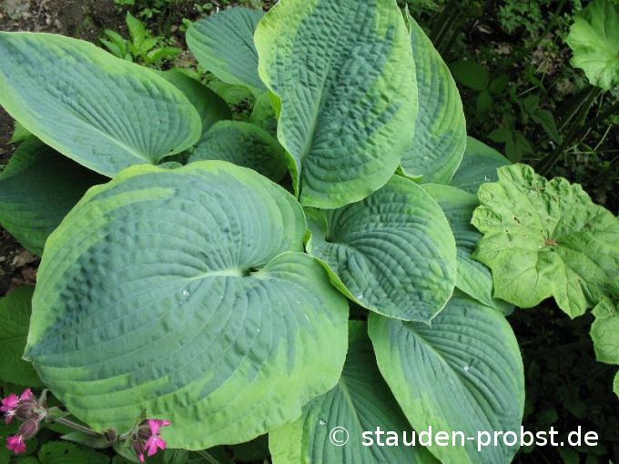 Hosta 'Frances Williams' - Blaue Gelbrandfunkie