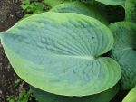 hosta-hyb-frances-williams-3