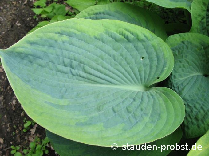 Hosta 'Frances Williams' - Blaue Gelbrandfunkie
