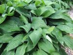 hosta-hyb-freising-2