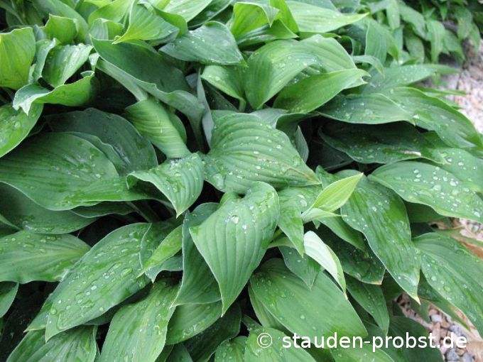 Hosta 'Freising' - Funkie