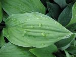 hosta-hyb-freising