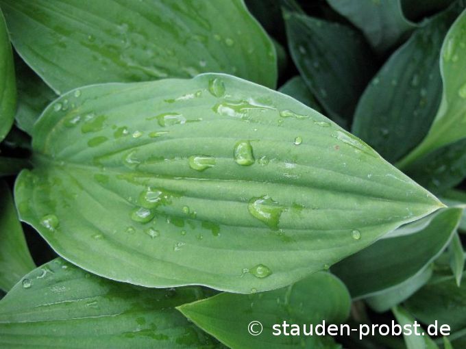 Hosta 'Freising' - Funkie