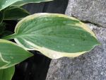 hosta-hyb-fringe-benefit