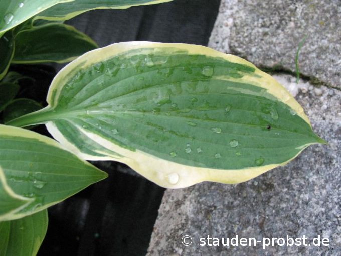 Hosta 'Fringe Benefit' - Funkie