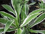hosta-hyb-gingko-craig