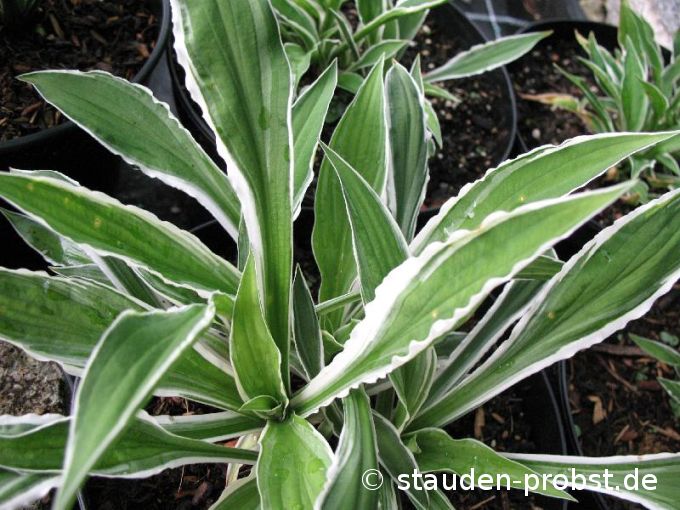 Hosta 'Gingko Craig' - Funkie