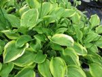 hosta-hyb-golden-tiara-2