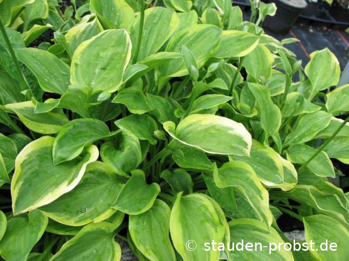 Hosta 'Golden Tiara' - Funkie