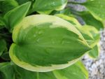 hosta-hyb-golden-tiara
