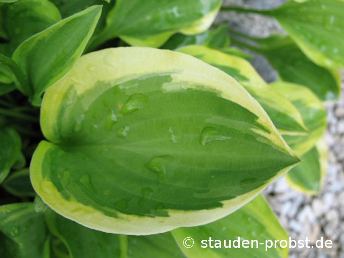 Hosta 'Golden Tiara' - Funkie