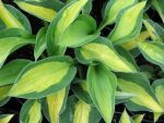 hosta-hyb-gypsy-rose-2