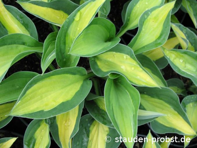 Hosta 'Gypsy Rose' - Funklie