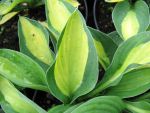 hosta-hyb-gypsy-rose