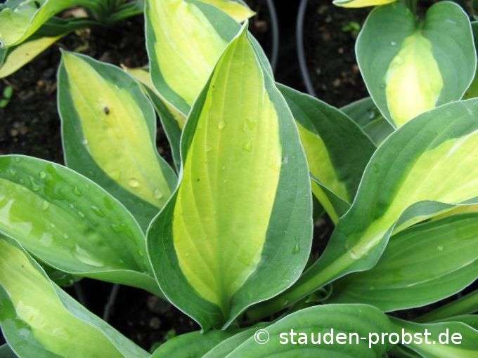 Hosta 'Gypsy Rose' - Funklie
