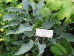 hosta-hyb-hadspen-herou-2