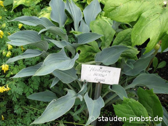 Hosta 'Hadspen Herou' - Funkie