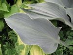 hosta-hyb-hadspen-herou