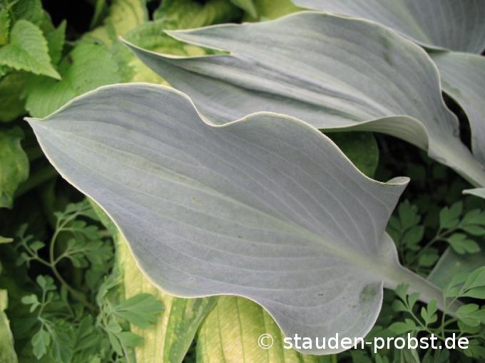 Hosta 'Hadspen Herou' - Funkie