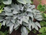 hosta-hyb-halcyon-2