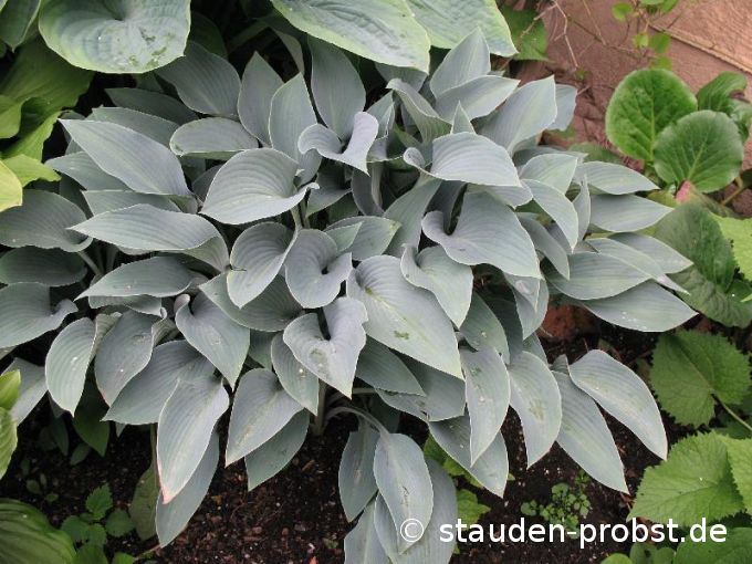 Hosta 'Halcyon' - Blaublatt Funkie