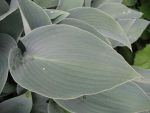 hosta-hyb-halcyon