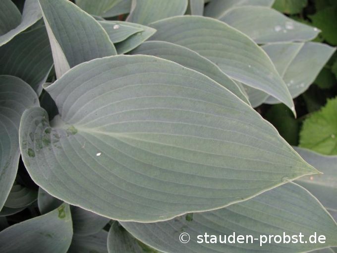 Hosta 'Halcyon' - Blaublatt Funkie