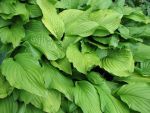 hosta-hyb-honeybells-2