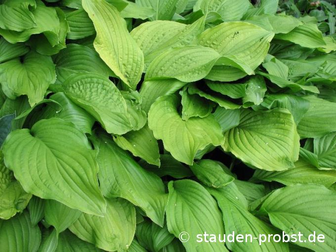 Hosta 'Honeybells' - Funkie