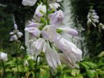 hosta-hyb-honeybells-3
